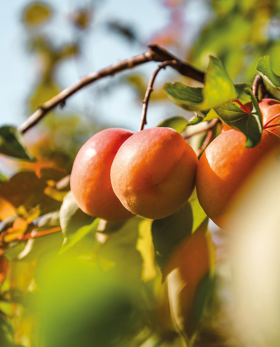 Gros plan sur des abricots